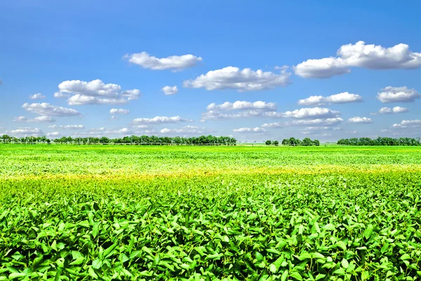 Zelená tráva pod modrou oblohou — Stock fotografie