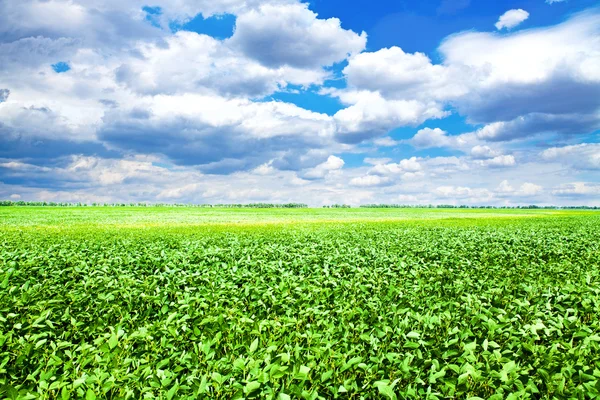 Herbe verte sous le ciel bleu — Photo