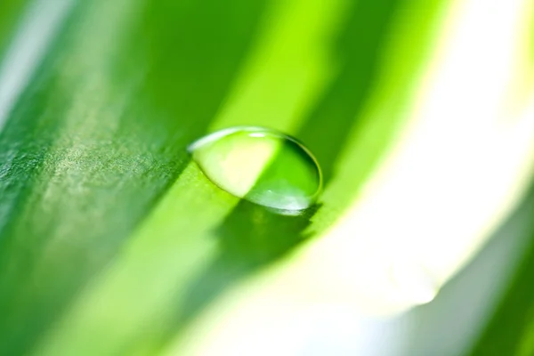 Drop on grass — Stock Photo, Image