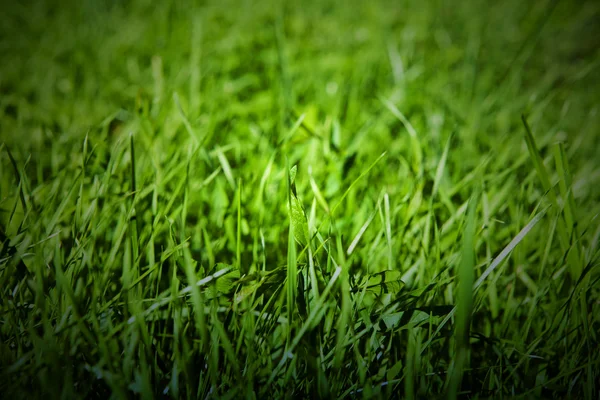 Groene gras natuurlijke achtergrond. — Stockfoto