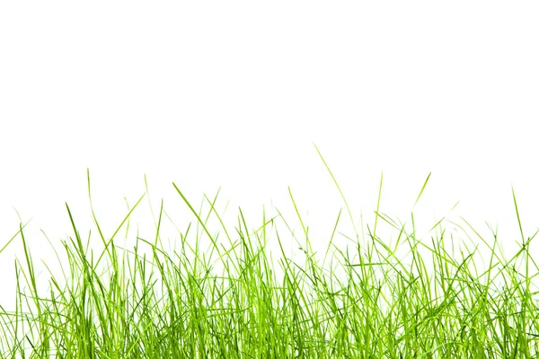 Grønt gress – stockfoto