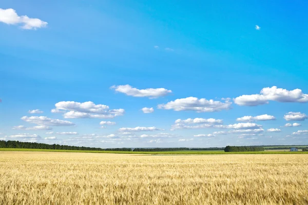 Hermoso campo de primavera Fotos de stock libres de derechos