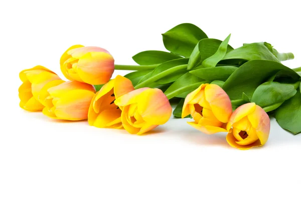 Желтые тюльпаны Стоковое Фото