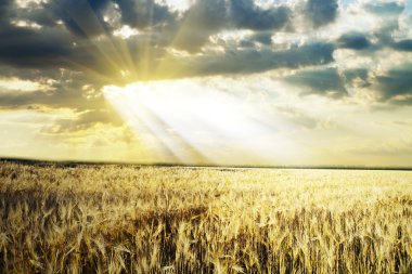 güzel bahar alan mavi gökyüzü ile