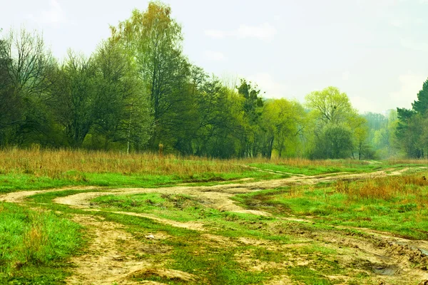 Hermoso bosque verde — Foto de Stock