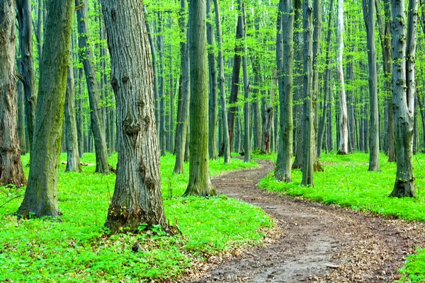 Bela floresta verde — Fotografia de Stock