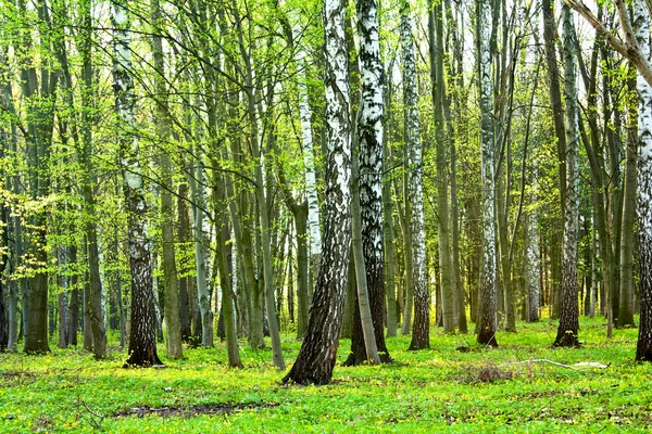 Waldweg — Stockfoto