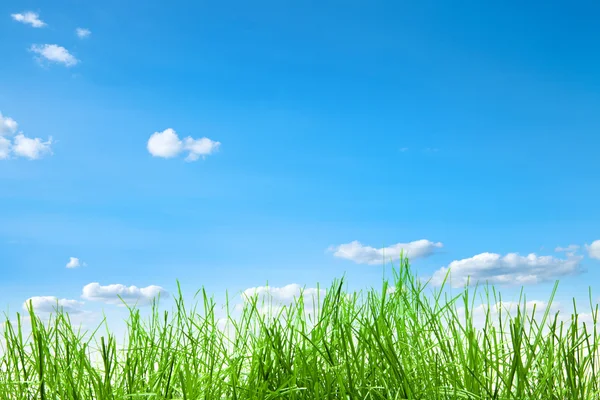 Grönt gräs isolering — Stockfoto