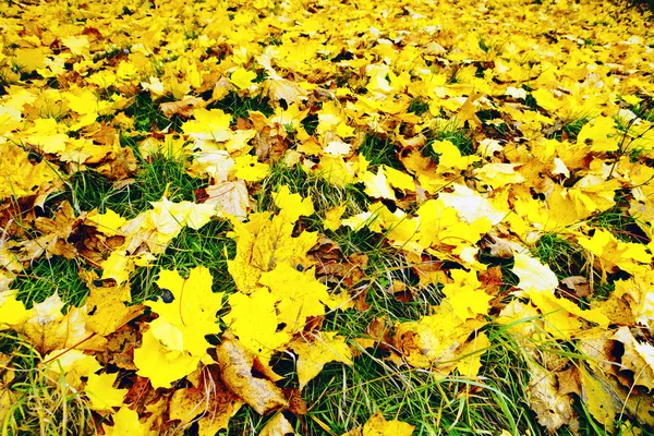 Leaves in the park — Stock Photo, Image