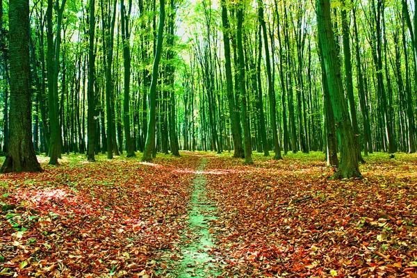 美しい緑の森 — ストック写真