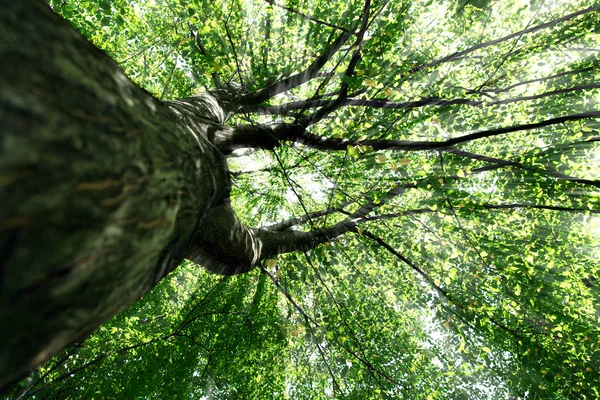 Природа зеленый лес солнечные лучи — стоковое фото