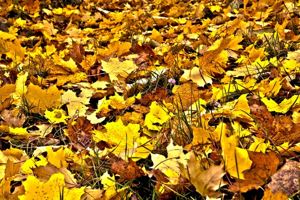 Leaves in the park — Stock Photo, Image