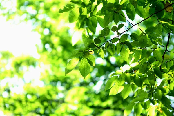 绿草和树叶 — 图库照片