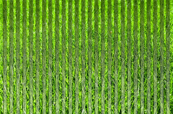 Iarbă verde fundal natural — Fotografie, imagine de stoc