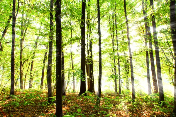 ボヘミアの森で sunrays — ストック写真