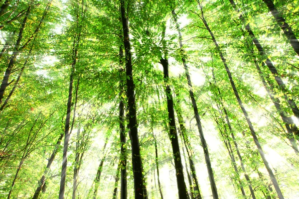 Natura verde lemn lumina soarelui fundaluri — Fotografie, imagine de stoc