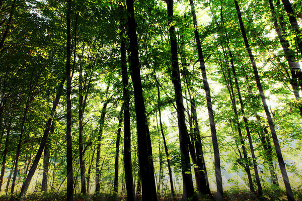 Красивый зеленый лес
