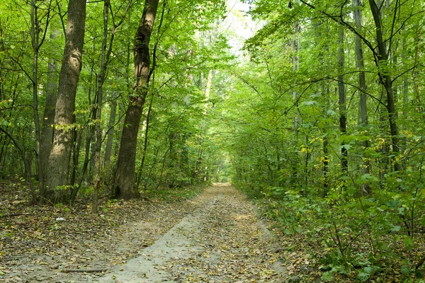 Naturaleza — Foto de Stock