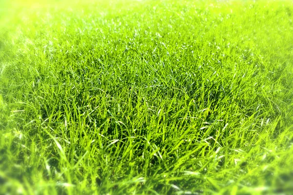 Groen gras — Stockfoto