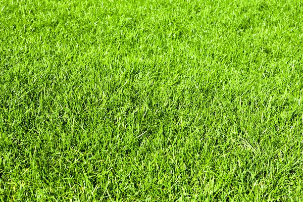 Green grass natural background — Stock Photo, Image
