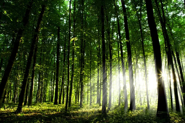 Hermoso bosque verde — Foto de Stock