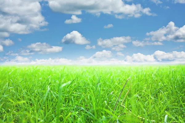Green grass under blue sky Royalty Free Stock Images