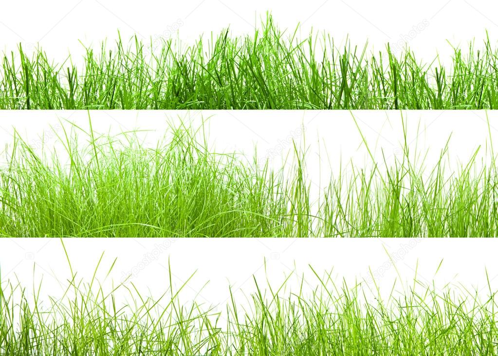 spring green grass