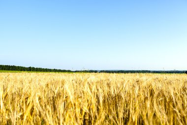 güzel bahar alan mavi gökyüzü ile