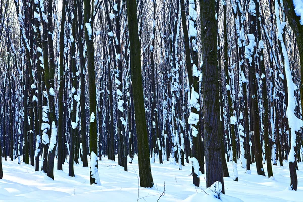 Orman doğa kar ahşap arka plan ağaç — Stok fotoğraf