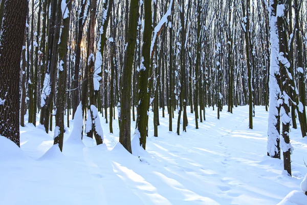 Skogens träd natur snö trä bakgrunder — Stockfoto