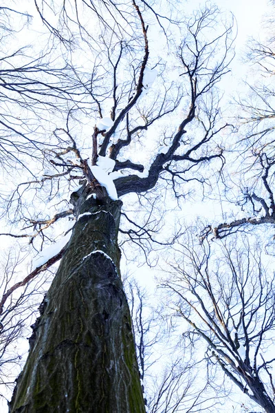 Grande árvore de inverno nu — Fotografia de Stock