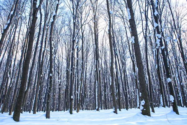 Лес деревья природа снежный лес фон — стоковое фото