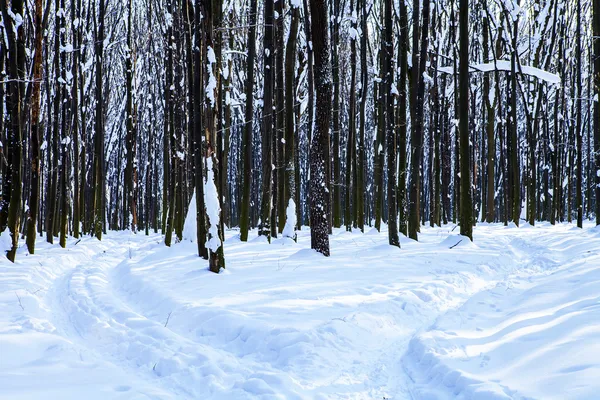 Forest trees nature snow wood backgrounds — Stock Photo, Image