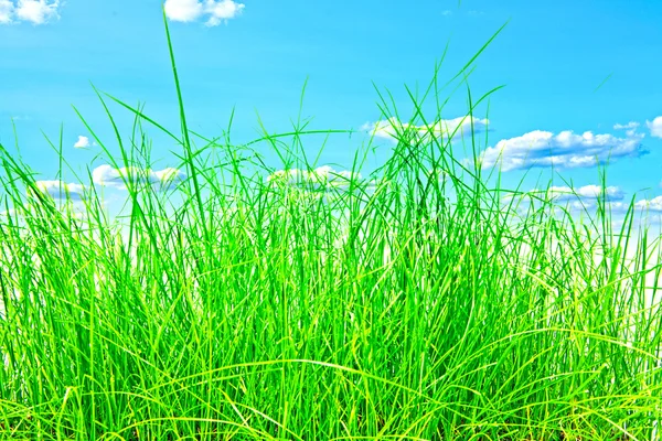 Isolation des grünen Rasens — Stockfoto