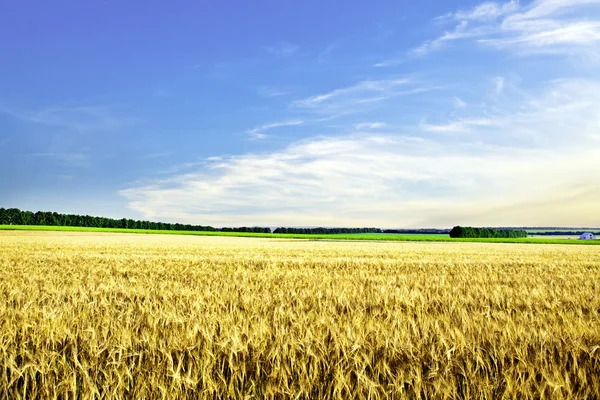 Прекрасное весеннее поле с голубым небом — стоковое фото