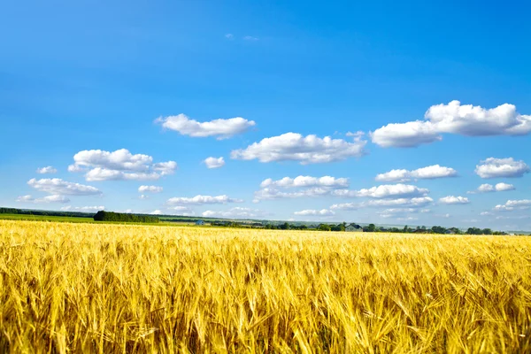Прекрасное весеннее поле с голубым небом — стоковое фото