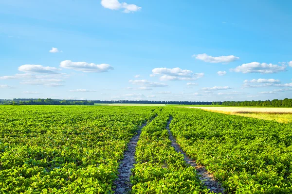 Bellissimo campo primaverile con il cielo blu — Foto Stock