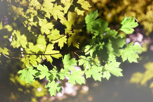 Herbe verte et feuilles — Photo