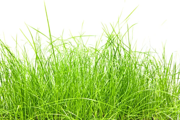Isolamento de grama verde — Fotografia de Stock