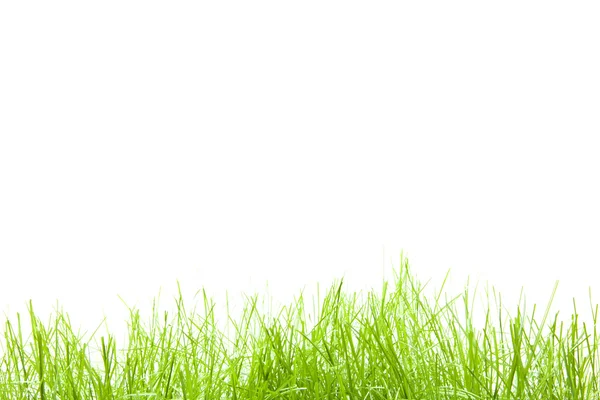 Green grass — Stock Photo, Image