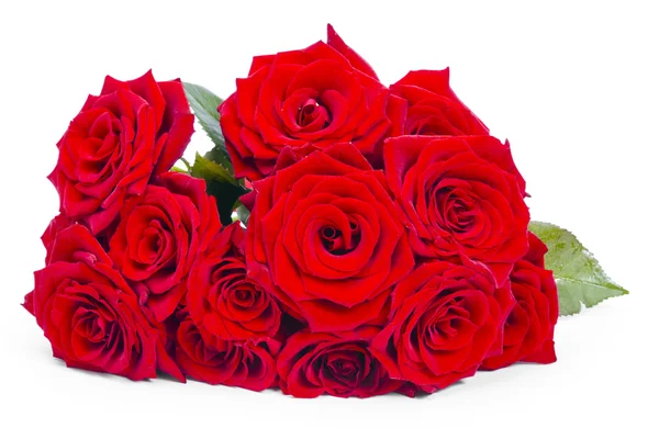 Rosas rojas Imagen de archivo