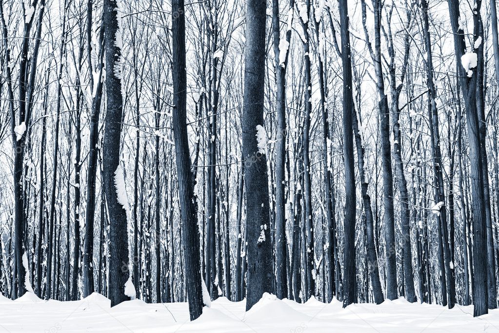 forest trees nature snow wood backgrounds