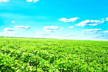 yeşil alan mavi gökyüzünün altında. Güzellik doğa arka plan