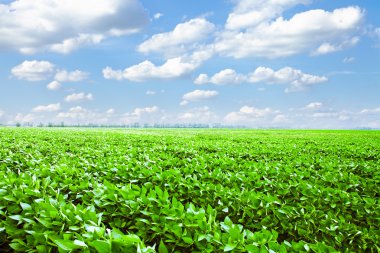 güzel bahar alan mavi gökyüzü ile