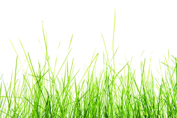 Green grass isolation on the white backgrounds — Stock Photo, Image