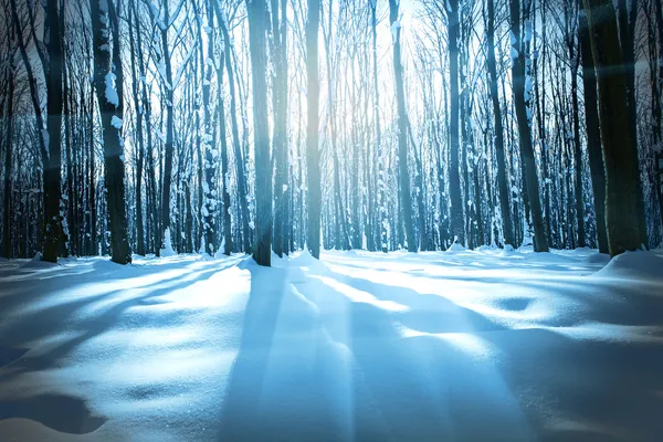 森林树木自然雪木背景 图库图片