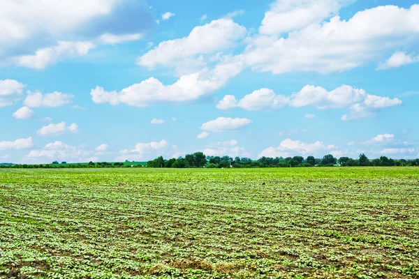 Green Field and Beautiful Sunset Royalty Free Stock Images