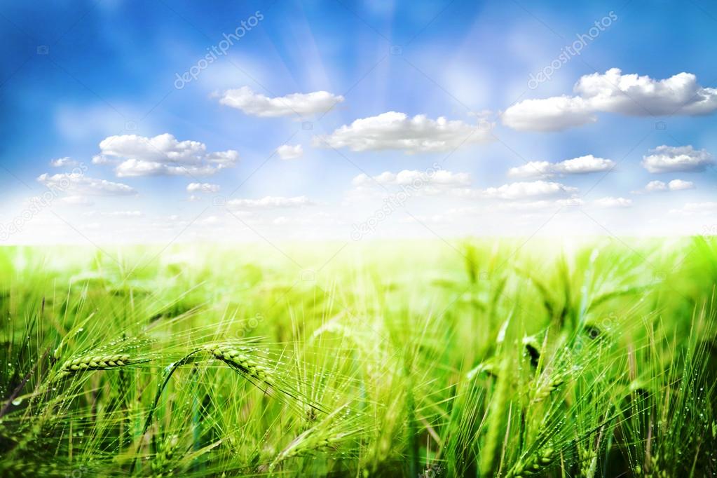 Summer field and sunlight in blue sky.