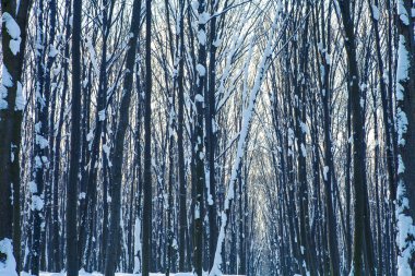orman doğa kar ahşap arka plan ağaç