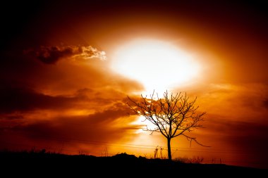 Afrika ağaç sunset